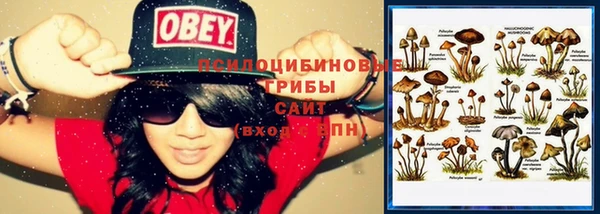 индика Богданович
